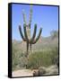 Saguaro Cactus, Saguaro National Park, Tuscon Mountain District West Unit, Tucson, Arizona-Wendy Connett-Framed Stretched Canvas