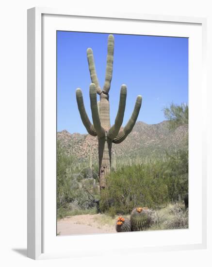 Saguaro Cactus, Saguaro National Park, Tuscon Mountain District West Unit, Tucson, Arizona-Wendy Connett-Framed Photographic Print