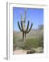 Saguaro Cactus, Saguaro National Park, Tuscon Mountain District West Unit, Tucson, Arizona-Wendy Connett-Framed Photographic Print