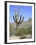 Saguaro Cactus, Saguaro National Park, Tuscon Mountain District West Unit, Tucson, Arizona-Wendy Connett-Framed Photographic Print