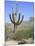 Saguaro Cactus, Saguaro National Park, Tuscon Mountain District West Unit, Tucson, Arizona-Wendy Connett-Mounted Photographic Print