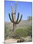 Saguaro Cactus, Saguaro National Park, Tuscon Mountain District West Unit, Tucson, Arizona-Wendy Connett-Mounted Photographic Print