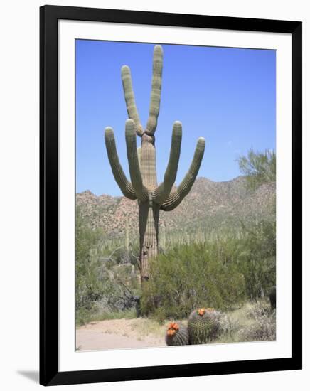 Saguaro Cactus, Saguaro National Park, Tuscon Mountain District West Unit, Tucson, Arizona-Wendy Connett-Framed Photographic Print