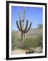 Saguaro Cactus, Saguaro National Park, Tuscon Mountain District West Unit, Tucson, Arizona-Wendy Connett-Framed Photographic Print