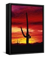 Saguaro Cactus Silhouetted at Sunset-James Randklev-Framed Stretched Canvas