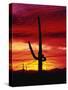 Saguaro Cactus Silhouetted at Sunset-James Randklev-Stretched Canvas