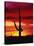 Saguaro Cactus Silhouetted at Sunset-James Randklev-Stretched Canvas