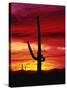 Saguaro Cactus Silhouetted at Sunset-James Randklev-Stretched Canvas
