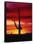 Saguaro Cactus Silhouetted at Sunset-James Randklev-Framed Stretched Canvas