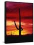 Saguaro Cactus Silhouetted at Sunset-James Randklev-Framed Stretched Canvas