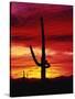 Saguaro Cactus Silhouetted at Sunset-James Randklev-Stretched Canvas