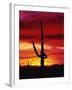 Saguaro Cactus Silhouetted at Sunset-James Randklev-Framed Premium Photographic Print