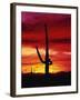 Saguaro Cactus Silhouetted at Sunset-James Randklev-Framed Premium Photographic Print