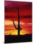 Saguaro Cactus Silhouetted at Sunset-James Randklev-Mounted Premium Photographic Print