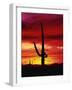 Saguaro Cactus Silhouetted at Sunset-James Randklev-Framed Photographic Print