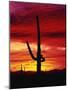 Saguaro Cactus Silhouetted at Sunset-James Randklev-Mounted Photographic Print