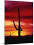 Saguaro Cactus Silhouetted at Sunset-James Randklev-Mounted Photographic Print