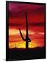 Saguaro Cactus Silhouetted at Sunset-James Randklev-Framed Photographic Print