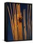 Saguaro Cactus Skeleton in Saguaro National Park, Arizona, USA-Chuck Haney-Framed Stretched Canvas