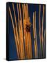 Saguaro Cactus Skeleton in Saguaro National Park, Arizona, USA-Chuck Haney-Framed Stretched Canvas