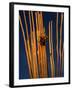 Saguaro Cactus Skeleton in Saguaro National Park, Arizona, USA-Chuck Haney-Framed Photographic Print