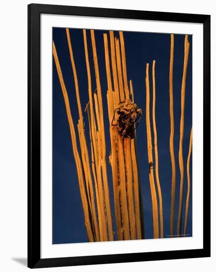 Saguaro Cactus Skeleton in Saguaro National Park, Arizona, USA-Chuck Haney-Framed Photographic Print