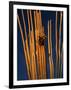 Saguaro Cactus Skeleton in Saguaro National Park, Arizona, USA-Chuck Haney-Framed Photographic Print