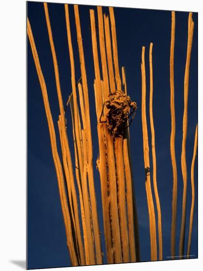 Saguaro Cactus Skeleton in Saguaro National Park, Arizona, USA-Chuck Haney-Mounted Photographic Print