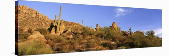 Saguaro Cactus, Sonoran Desert, Arizona, United States-null-Stretched Canvas