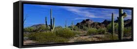 Saguaro Cactus Sonoran Desert Scene Saguaro National Park Arizona USA-null-Framed Stretched Canvas