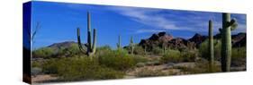 Saguaro Cactus Sonoran Desert Scene Saguaro National Park Arizona USA-null-Stretched Canvas