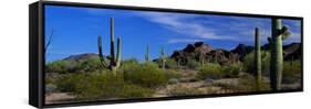 Saguaro Cactus Sonoran Desert Scene Saguaro National Park Arizona USA-null-Framed Stretched Canvas