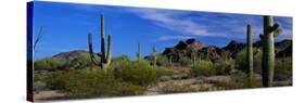 Saguaro Cactus Sonoran Desert Scene Saguaro National Park Arizona USA-null-Stretched Canvas