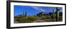 Saguaro Cactus Sonoran Desert Scene Saguaro National Park Arizona USA-null-Framed Photographic Print