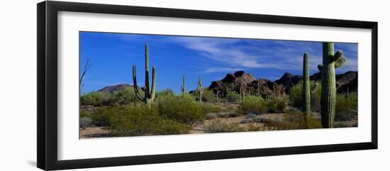 Saguaro Cactus Sonoran Desert Scene Saguaro National Park Arizona USA-null-Framed Photographic Print