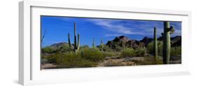 Saguaro Cactus Sonoran Desert Scene Saguaro National Park Arizona USA-null-Framed Photographic Print