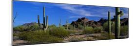 Saguaro Cactus Sonoran Desert Scene Saguaro National Park Arizona USA-null-Mounted Photographic Print