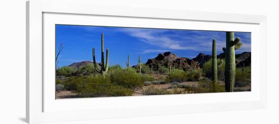 Saguaro Cactus Sonoran Desert Scene Saguaro National Park Arizona USA-null-Framed Photographic Print