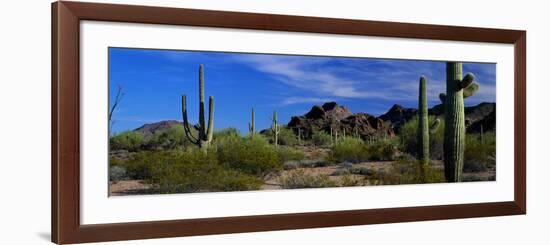 Saguaro Cactus Sonoran Desert Scene Saguaro National Park Arizona USA-null-Framed Photographic Print