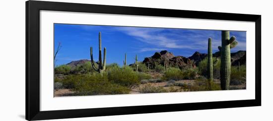 Saguaro Cactus Sonoran Desert Scene Saguaro National Park Arizona USA-null-Framed Photographic Print