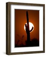 Saguaro Cactus Sunset, Picacho Peak, Arizona-Matt York-Framed Photographic Print