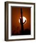 Saguaro Cactus Sunset, Picacho Peak, Arizona-Matt York-Framed Photographic Print