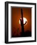 Saguaro Cactus Sunset, Picacho Peak, Arizona-Matt York-Framed Photographic Print