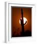 Saguaro Cactus Sunset, Picacho Peak, Arizona-Matt York-Framed Photographic Print