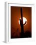 Saguaro Cactus Sunset, Picacho Peak, Arizona-Matt York-Framed Photographic Print