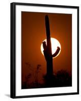 Saguaro Cactus Sunset, Picacho Peak, Arizona-Matt York-Framed Photographic Print