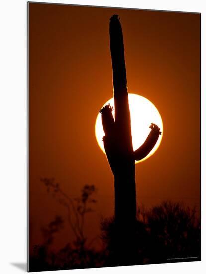 Saguaro Cactus Sunset, Picacho Peak, Arizona-Matt York-Mounted Photographic Print