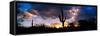 Saguaro Cactus, Sunset, Tucson-null-Framed Stretched Canvas