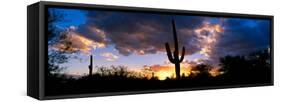 Saguaro Cactus, Sunset, Tucson-null-Framed Stretched Canvas