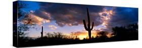 Saguaro Cactus, Sunset, Tucson-null-Stretched Canvas